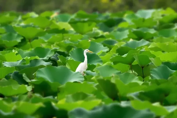 自然纪录 分类封面